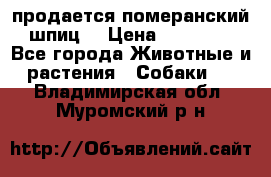 продается померанский шпиц  › Цена ­ 35 000 - Все города Животные и растения » Собаки   . Владимирская обл.,Муромский р-н